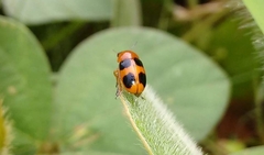 Ceratobasis koenigii