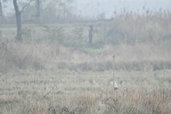 Saxicola stejnegeri