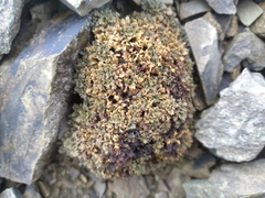 Veronica cheesemanii