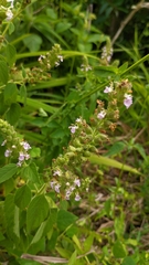 Teucrium vesicarium
