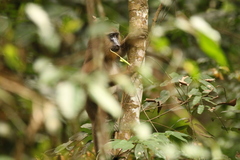 Mandrillus sphinx