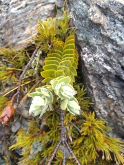 Veronica gibbsii