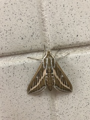 Hyles livornicoides