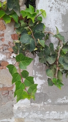 Hedera helix