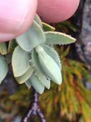 Veronica gibbsii