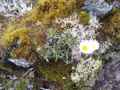 Celmisia hieraciifolia