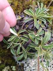 Celmisia hieraciifolia