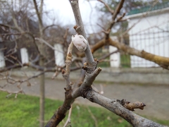 Ceroplastes albolineatus