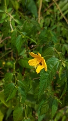 Pavonia sepium