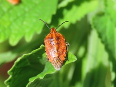 Agonoscelis venosa