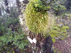 Leptostomum inclinans