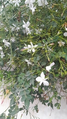 Jasminum officinale