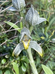 Chloraea magellanica