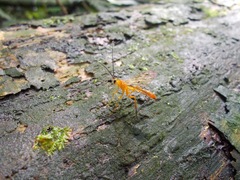 Epirhyssa ghesquierei
