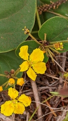 Stigmaphyllon bonariense