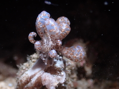 Phyllodesmium longicirrum