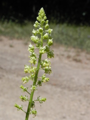 Reseda lutea