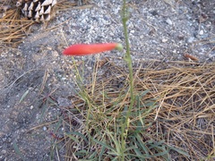 Penstemon labrosus