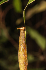 Xanthotaenia busiris