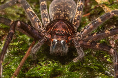 Heteropoda tetrica