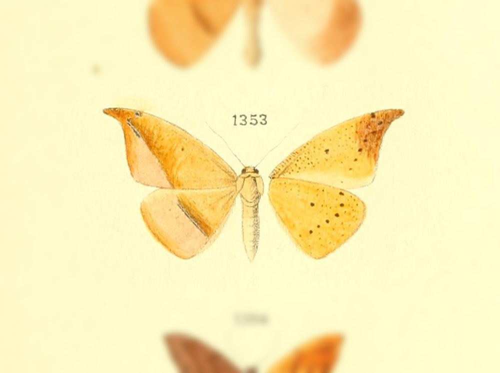 Patalene spiculata