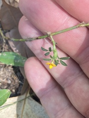 Stylosanthes viscosa