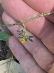 Stylosanthes viscosa