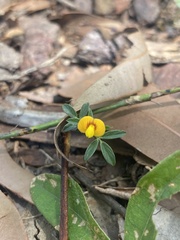 Stylosanthes viscosa