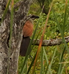 Centropus superciliosus