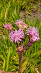 Campuloclinium macrocephalum