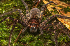 Heteropoda tetrica