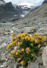 Anthyllis vulneraria alpestris