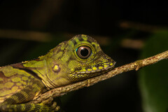 Gonocephalus liogaster