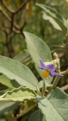 Solanum granulosoleprosum