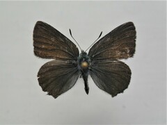 Callophrys butlerovi