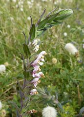 Odontites vulgaris