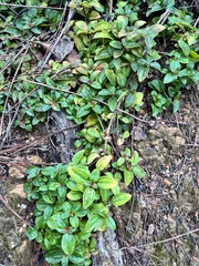 Melastoma dodecandrum