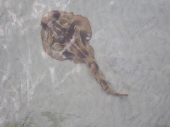 Trygonorrhina dumerilii