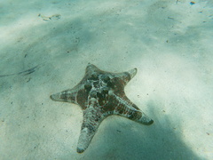 Protoreaster nodulosus