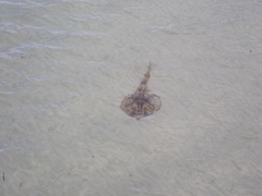 Trygonorrhina dumerilii