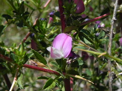 Ononis spinosa
