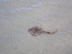 Trygonorrhina dumerilii