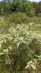 Solanum granulosoleprosum