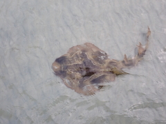 Trygonorrhina dumerilii