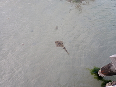 Trygonorrhina dumerilii