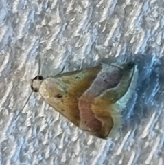 Eublemma roseana