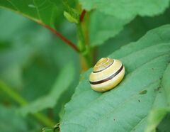Cepaea nemoralis