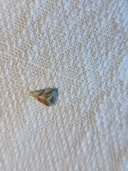 Eublemma roseana