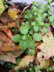 Stellaria media