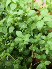 Stellaria media